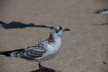 Seagulls on the sand of the sea beach in summer light. Creative natural background: seascape with...