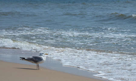 Seagulls on the sand of the sea beach in summer light. Creative natural background: seascape with...