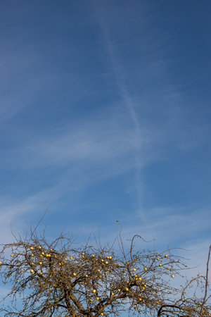 organic yellow apples on an old tree. on a background of blue sky with clouds.