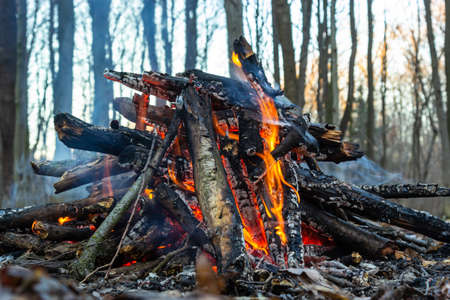 Campfire in the spring forest. Rest on the weekend. Danger of forest fires.の写真素材
