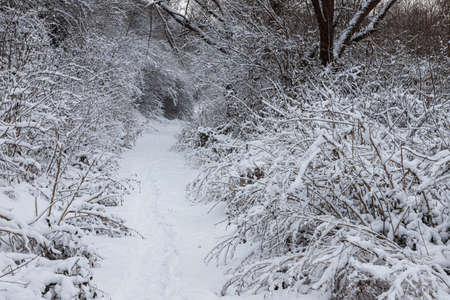 Winter forest with snow on trees and floor.の写真素材