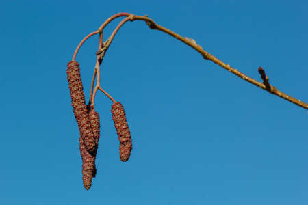 European alder, Alnus glutinosa, branch with mature female catkins, blooming male catkins and buds on soft background, selective focus.の写真素材