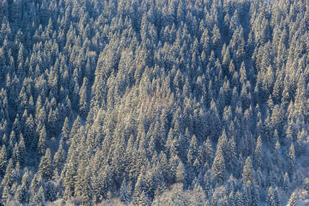 Rural hills, groves and agricultural lands in the winter remote Carpathian mountain village. brae.