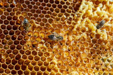Bees working on honey cells. close up macro. World Bee Day. copy-paste. Space for text.