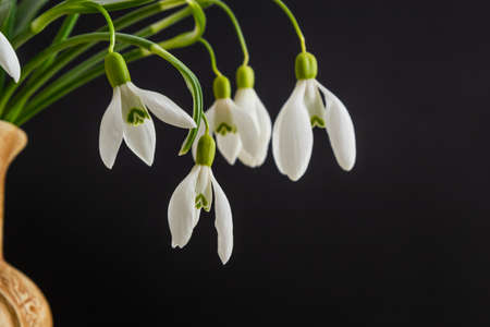 Spring snowdrops on black background. Beautiful first spring flower, close up.の写真素材