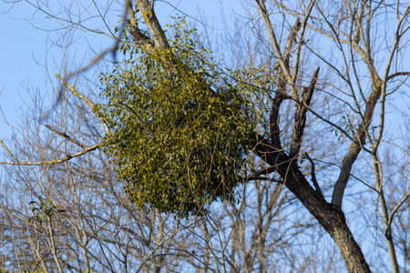 A sick withered tree attacked by mistletoe, viscum. They are woody, obligate hemiparasitic shrubs.