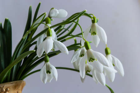 Beautiful snowdrops in wicker basket against light gray background, closeup.