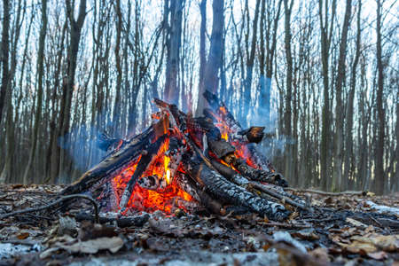 Campfire in the spring forest. Rest on the weekend. Danger of forest fires.の写真素材