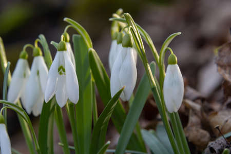 Early spring snowdrops, Galanthus nivalis, selective focus and diffused background.の写真素材