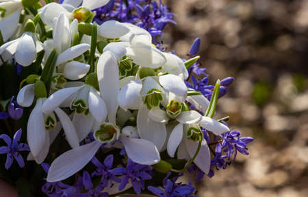 Big bouquet of snowdrops in my hand. First spring flowers in forest.
