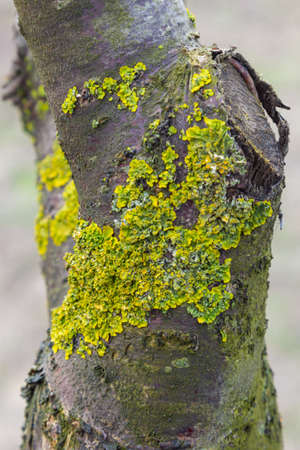 Orange lichen, yellow scale, maritime sunburst lichen or shore lichen, Xanthoria parietina, is a foliose or leafy lichen. Intensive color of structures on twigs of a tree, details in macro close up.の写真素材