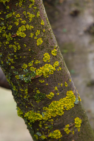 Orange lichen, yellow scale, maritime sunburst lichen or shore lichen, Xanthoria parietina, is a foliose or leafy lichen. Intensive color of structures on twigs of a tree, details in macro close up.の写真素材