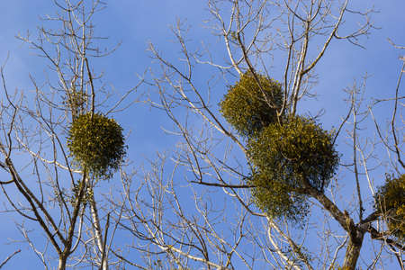 A sick withered tree attacked by mistletoe, viscum. They are woody, obligate hemiparasitic shrubs.