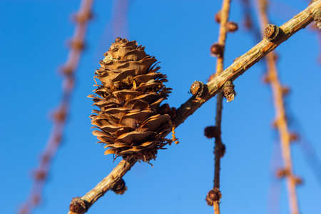 European larch, Larix decidua, tree, detail of branch with cones in winter.