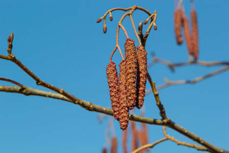 European alder, Alnus glutinosa, tree, close-up of cones and catkins in early spring.の写真素材