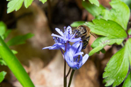 honey bee collects nectar and pollen from the blue slightly wilted flower Scilla bifolia, alpine squill or two-leaf squill. Primrose in early spring.の写真素材
