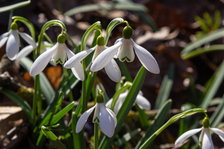 Early spring snowdrops, Galanthus nivalis, selective focus and diffused background.の写真素材