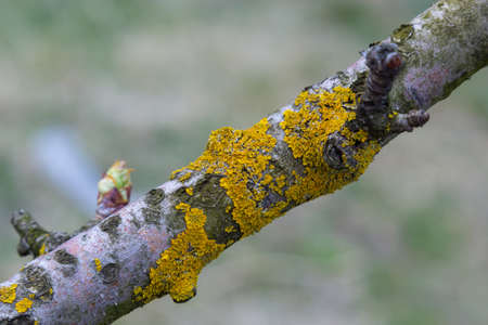 Orange lichen, yellow scale, maritime sunburst lichen or shore lichen, Xanthoria parietina, is a foliose or leafy lichen. Intensive color of structures on twigs of a tree, details in macro close up.の写真素材