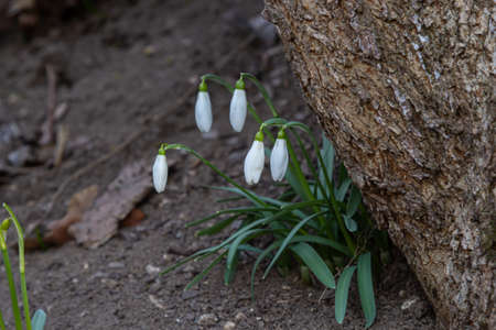Early spring snowdrops, Galanthus nivalis, selective focus and diffused background.