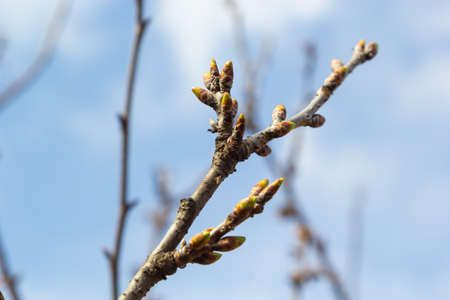 budding buds on a tree branch in early spring macro.