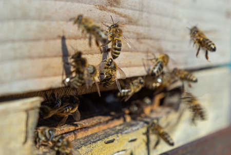 A lot of bees returning to bee hive and entering beehive with collected floral nectar and flower...