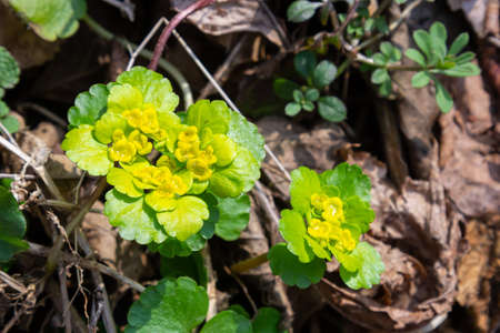 Blooming Golden Saxifrage Chrysosplenium alternifolium with soft edges. selective focus. Has healing...
