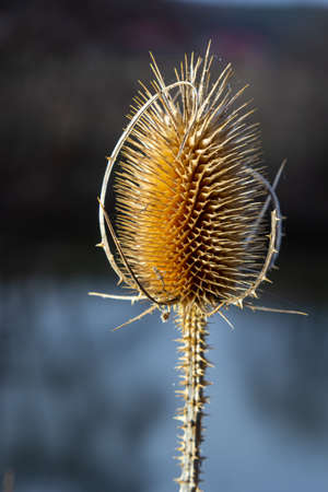 Teasels Dipsacus, Sunlit with Sunshine. Sunny wild teasle head, copy space in the background.の写真素材