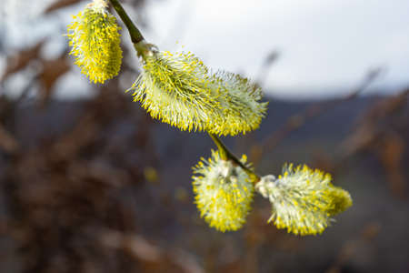 Willow, Salix caprea, branches with buds blossoming in early spring.
