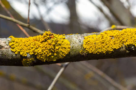 Xanthoria parietina, common orange lichen, yellow scale, maritime sunburst lichen and shore lichen,...