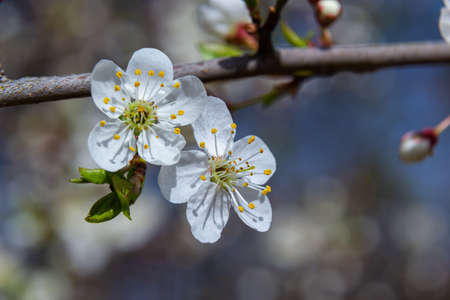 Spring blossoms of Spreading Plum tree, Prunus divaricata, white flowers blooming during Spring Sakaru season. macro closeup.の写真素材