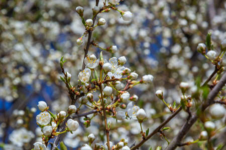 Spring blossoms of Spreading Plum tree, Prunus divaricata, white flowers blooming during Spring...