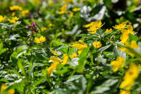 Anemone ranunculoides, the yellow anemone, yellow wood anemone or buttercup anemone.
