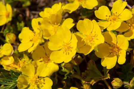 Tiny flowers of Potentilla arenaria on a xerotherm meadow. Wild yellow flowers growing on sand soil.
