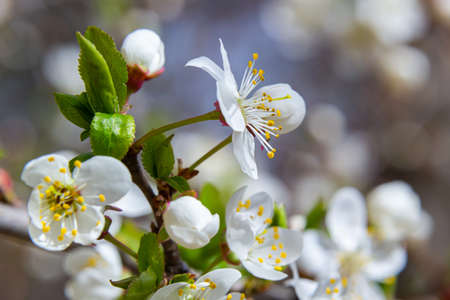 Spring blossoms of Spreading Plum tree, Prunus divaricata, white flowers blooming during Spring Sakaru season. macro closeup.の写真素材