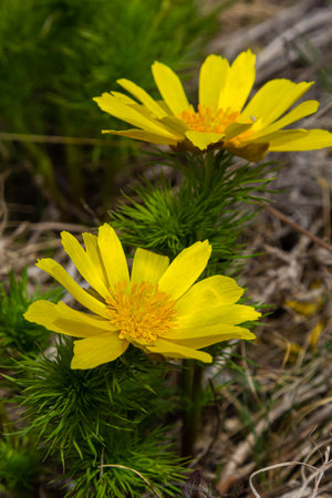 Adonis vernalis is a perennial flowering plant in sping garden. Adonis vernalis is a medicinal plant. Yellow Adonis flowers in natural background.の写真素材