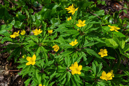 Anemone ranunculoides, the yellow anemone, yellow wood anemone or buttercup anemone.