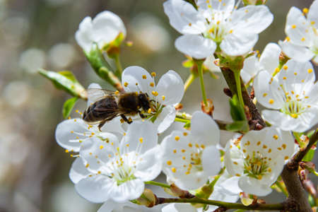 Honey bee in caucasian plum blossoms. Prunus cerasifera var. divaricata.