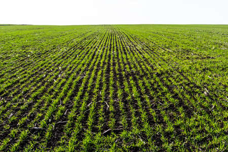 Young wheat seedlings growing in a field. Young green wheat growing in soil.