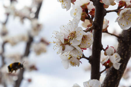 Cute little bumblebee collecting pollen from white apricot blossoms in full bloom.の写真素材