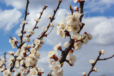 Bloom flower apricot tree. Apricot tree flowers with soft focus. Spring white flowers on a tree...