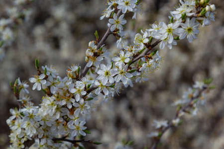 Prunus spinosa, called blackthorn or sloe, is a species of flowering plant in the rose family...
