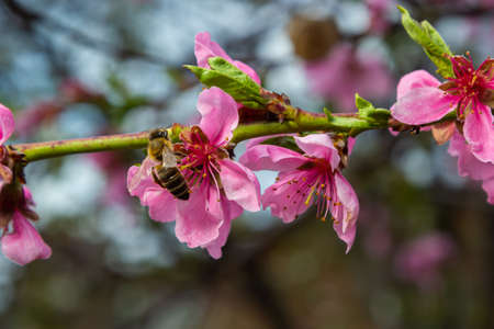 Peach branches densely covered with pink flowers - abundant flowering of the fruit tree.の写真素材