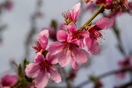 Pink Peach Flowers Blooming on Peach Tree in Blue Sky Background, selective focus.