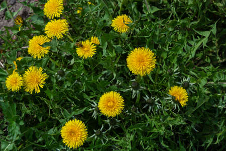 Honey bee on yellow Dandelion flower, Taraxacum yellow flowers nature background.