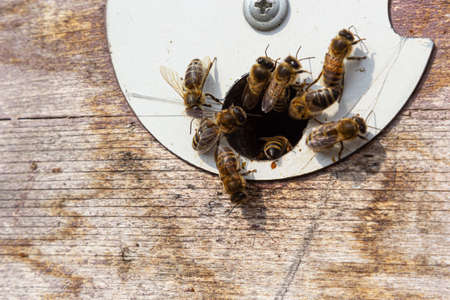 A lot of bees returning to bee hive and entering beehive with collected floral nectar and flower pollen. Swarm of bees collecting nectar from flowers. Healthy organic farm honey.の写真素材