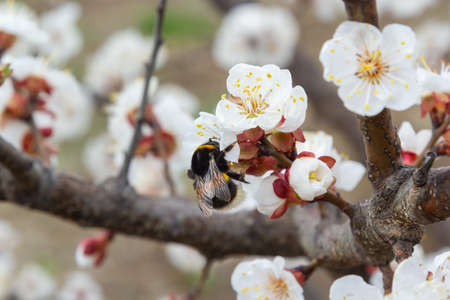Cute little bumblebee collecting pollen from white apricot blossoms in full bloom.の写真素材