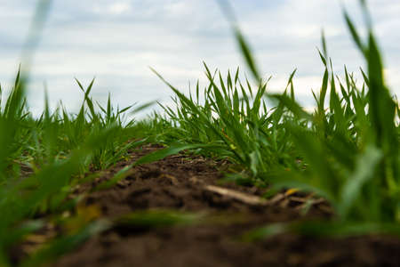 rows of green young shoots , the concept of agriculture, planted wheat or rye field.