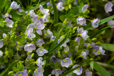 Macro photography of birdeye speedwell, veronica persica, at soft natural light.の写真素材