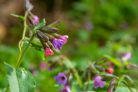 Pulmonaria officinalis, common names lungwort, common lungwort, Mary's tears or Our Lady's milk...