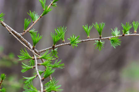 A young branch of a flowering larch on a Sunny spring day.の写真素材